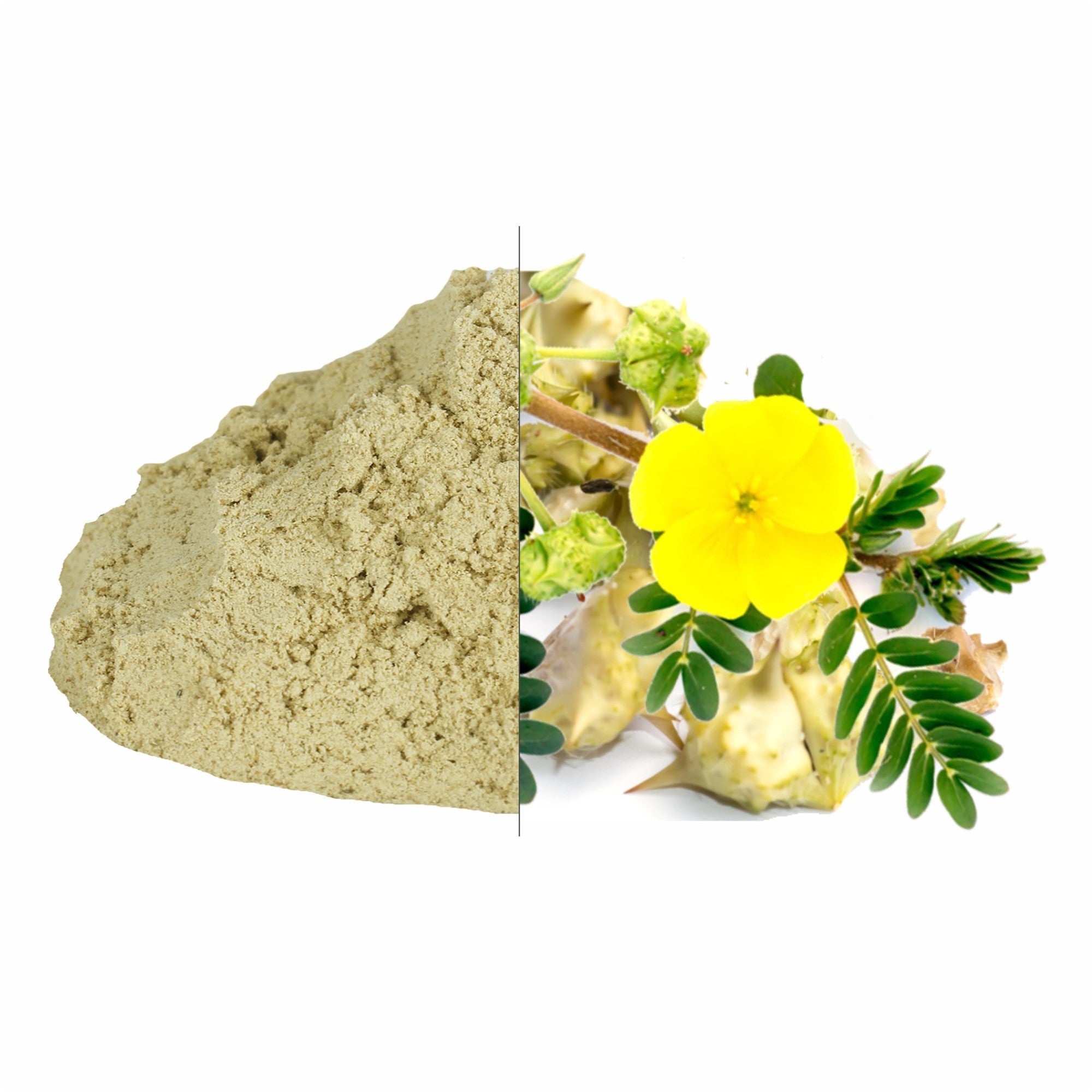 Gokshura Powder