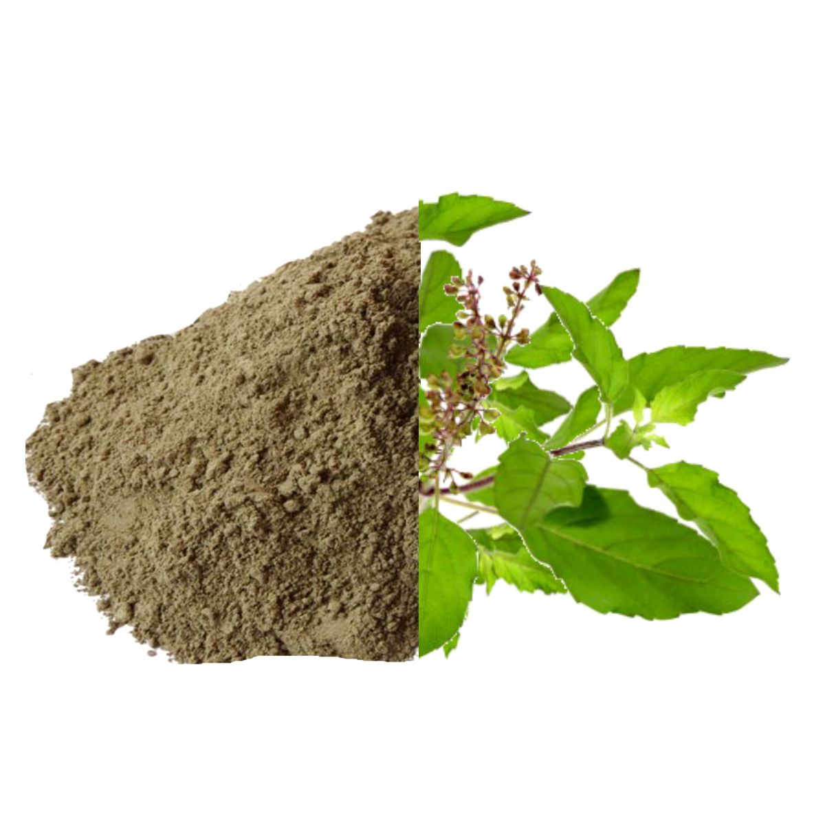 Tulsi Leaves Powder