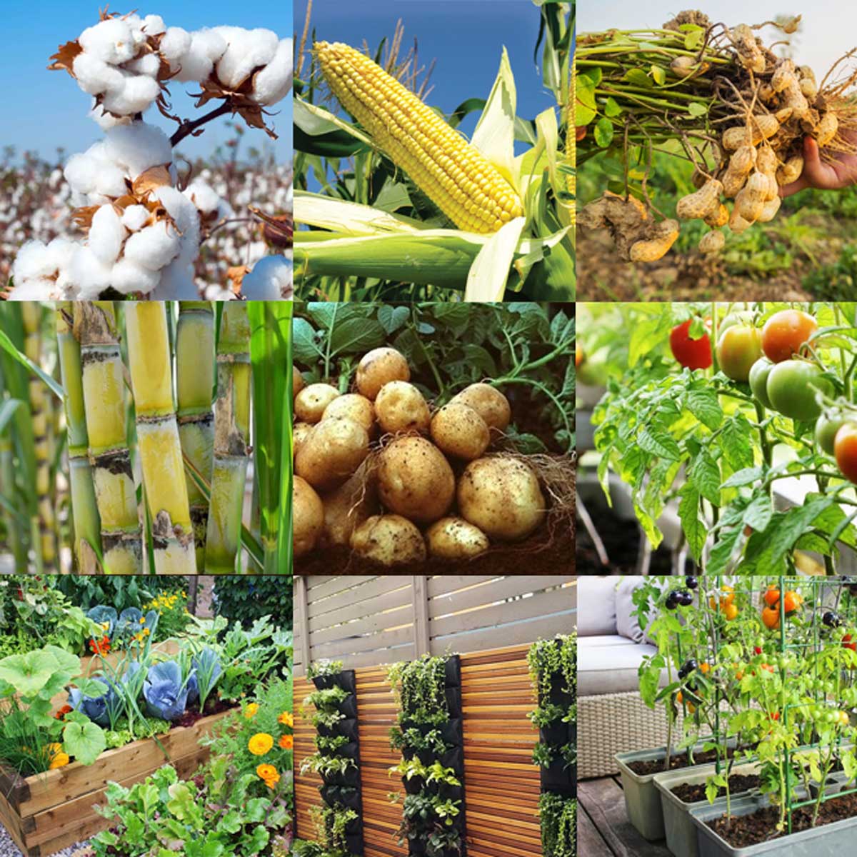 Zink Powder + Microfertilizer - Normal Grade (For Soil Application)